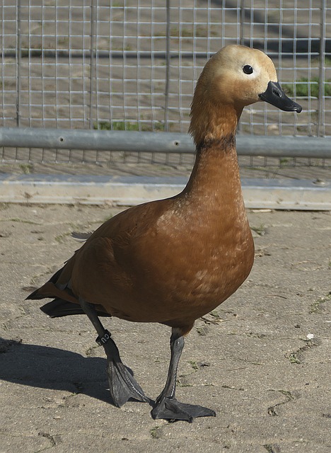 他们与巴西