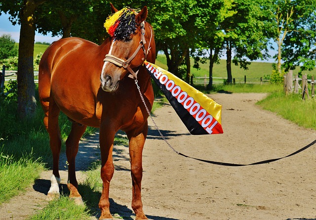 女篮在国际 女篮在国际