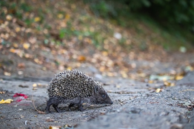 进一步展望 进一步展望