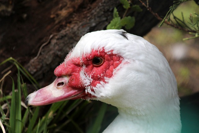 成败的关键 成败的关键